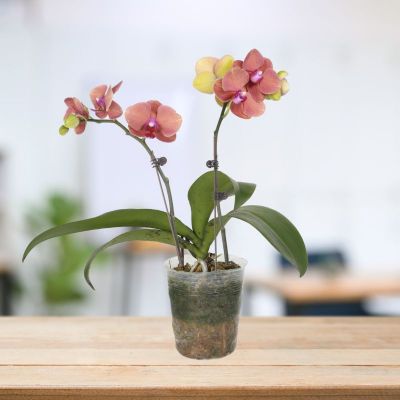 PHALAENOPSIS DOUBLE STALK AUSPICIOUS-金桔 P3.5''(O) S/O $19.90 (AF)