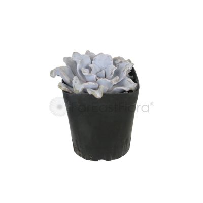 SL053 Echeveria Crispate Beauty 7cm