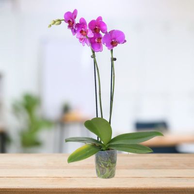 PHALAENOPSIS DOUBLE STALK PROSPEROUS-恭喜发财 P3''(P) S/O $19.90 (AF)