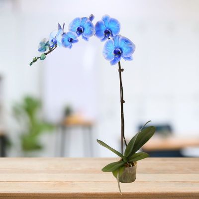 PHALAENOPSIS SGL STK MACARON ASSORTED- 马卡龙 P3.5'' S/O $49.90 (AF)