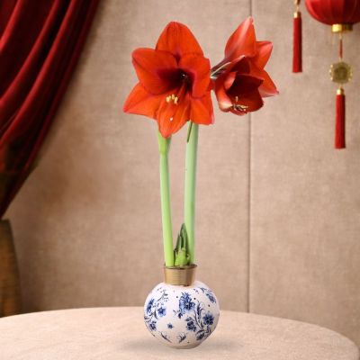 HIPPEASTRUM AMARYLLIS BULB APPROX. 30–32 CM GIRTH PORCELAIN PATTERN-青花瓷朱顶红 (AF)