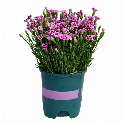 DIANTHUS FIRST KISS P12C-康乃馨初吻 (AF/HF)