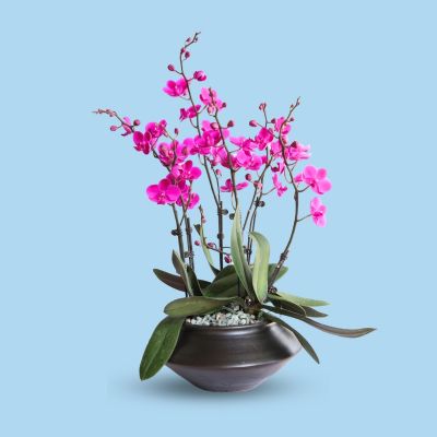 PHALAENOPSIS DBL STK SKY (R)-满天红 S/O $79.90 6STK ARR. IN CERAMIC BOWL POT ASSORTED COLOR 20X13CM 858# 混合颜色 (TB)