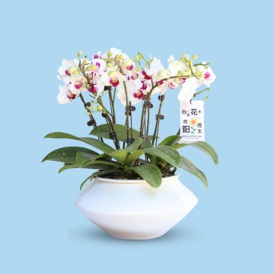PHALAENOPSIS DBL STK HAVEN-避风港 S/O $79.90 6STK ARR. IN CERAMIC BOWL POT ASSORTED COLOR 20X13CM 858# 混合颜色 (TB)