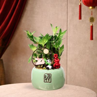 LOTUS BAMBOO PANDA ARR. -熊猫竹林瓷盆-富贵竹 (TB)