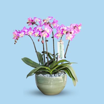 PHALAENOPSIS DBL STK GENERATION-一生一世 6 STK ARR. S/O $89.90 IN CERAMIC BOWL POT ASSORTED COLOR 26.5X19.5CM 855# 混合颜色 (TB)