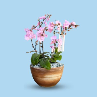 PHALAENOPSIS DBL STK PRINCE-禹城王子 6 STK ARR. S/O $79.90 IN CERAMIC BOWL POT ASSORTED COLOR 26.5X19.5CM 855# 混合颜色 (TB)