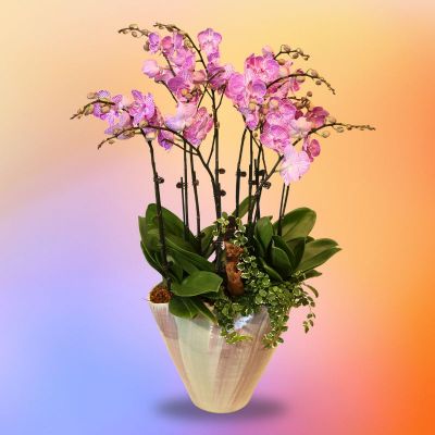 MIRALYN (ALISE 8 STK IN TALL CERAMIC POT)