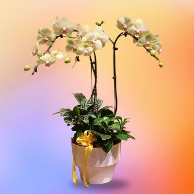 SOLIRINE (KIWI 3 STK IN WHITE ROUND PLASTIC POT)
