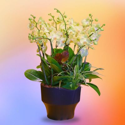 DAYORA (FERRARA 14 STK IN BLACK PLASTIC POT)