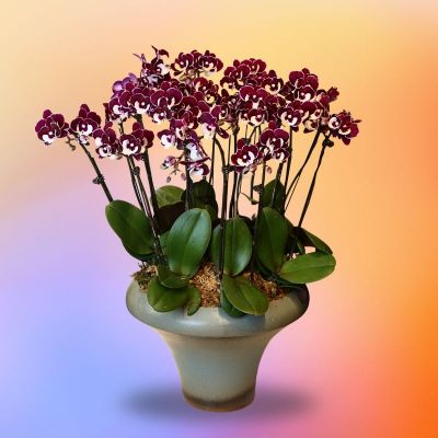 HALLOWEDIS (SANTA CLAUS 18 STK IN RETRO CERAMIC BOWL POT)