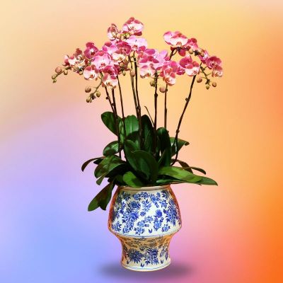 EMBERITH (SALMON 8 STK IN BLUE & WHITE CERAMIC POT)