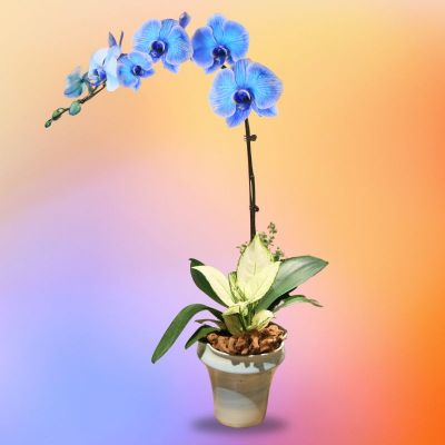 PHYRALIS (MACARON 1 STK IN ASSORTED COLORS CERAMIC POT)
