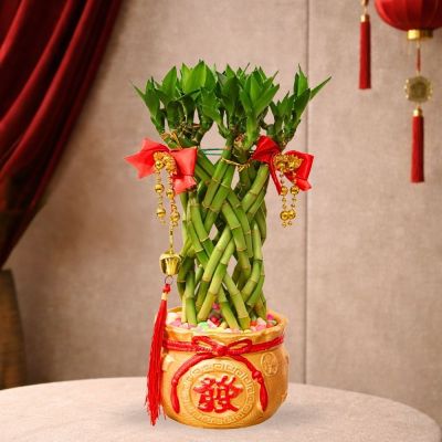 GOODLUCK BAMBOO LONG ZHU (TF) (NETT)