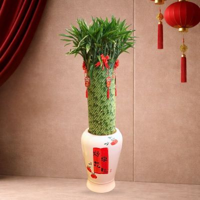 LUCKY FORTUNE BAMBOO 300# L- 富贵竹招财手 300# (TB) WITH POT FOR LUCKY FORTUNE BAMBOO 300# L- 富贵竹招财手 (TB)