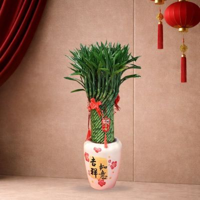 LUCKY FORTUNE BAMBOO 180# S-富贵竹招财手 180# (TB) WITH POT FOR LUCKY FORTUNE BAMBOO 180# S-富贵竹招财手 (TB)