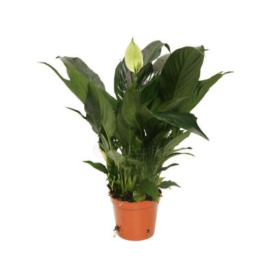 SPATHIPHYLLUM KOCHII P1GAL -优美白掌 (AF)