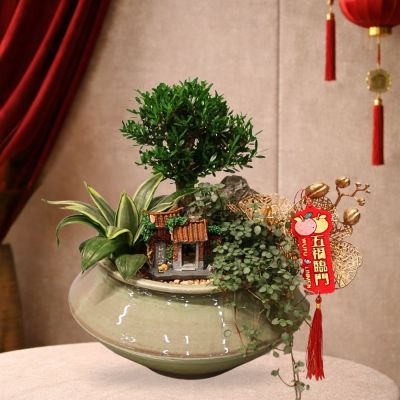 MICROSCAPE- BUXUS SINICA 20CM HT-兰盆黄杨 (TB) IN CERAMIC BOWL POT ASSORTED COLOR 20X13CM 858# 混合颜色 (TB)