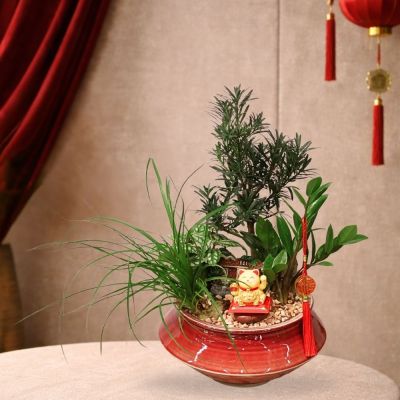 MICROSCAPE- PODOCARPUS P15C (TJG) IN CERAMIC BOWL POT ASSORTED COLOR 20X13CM 858# 混合颜色 (TB)