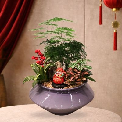 MICROSCAPE- ASPARAGUS SETACEUS P9C -文竹 (TB) IN CERAMIC BOWL POT ASSORTED COLOR 20X13CM 858# 混合颜色 (TB)