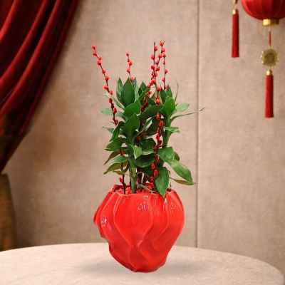 CNY TG- DRACAENA LOTUS P14C 3PP (LTK) IN CERAMIC BOWL POT RED 24X15.5X20CM HS218亮光红 (TB)