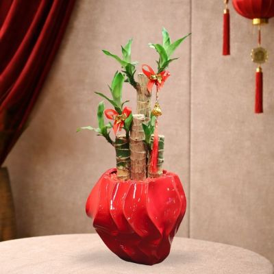 CNY TG- DRACAENA FRAGRANS 3PP 1FT P15C (SL) IN CERAMIC BOWL POT RED 24X15.5X20CM HS218亮光红 (TB)