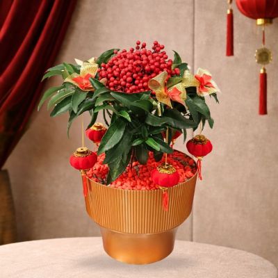 CNY TG- ARDISIA-鸿运当头富贵籽27 (TB) IN LH-322 PLASTIC POT ROUND GOLD 22.2X17.3CM