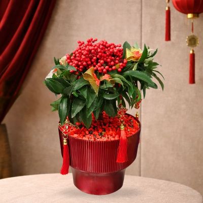 CNY TG- ARDISIA-鸿运当头富贵籽27 (TB) IN LH-322 PLASTIC POT ROUND WINE RED 22.2X17.3CM