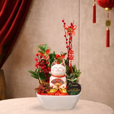 CNY TG- DRACAENA SANDERIANA P9C-荷花竹 (AF) IN HG-3198 PLASTIC POT SQUARE WHITE 22*22*10CM