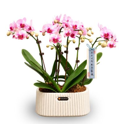 PHALAENOPSIS ARRANGEMENT S/O $79.90