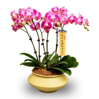 PHALAENOPSIS ARRANGEMENT S/O $99.90