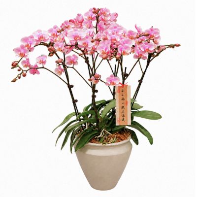 PHALAENOPSIS ARRANGEMENT S/O $109.90