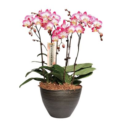 PHALAENOPSIS ARRANGEMENT S/O $119.90