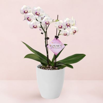 MD- PHALAENOPSIS ASSORTED AIR-FLOWN PREMIUM AA:特级双梗 3" 2 STK S/O $29.90 IN 48868 620/15 ORCHID POT ALASKA WEISS