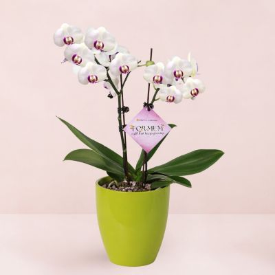 MD- PHALAENOPSIS ASSORTED AIR-FLOWN PREMIUM AA:特级双梗 3" 2 STK S/O $29.90 IN 48759 620/15 ORCHID POT TROPICAL GREEN