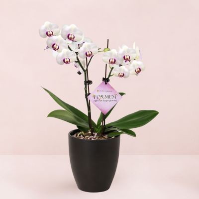 MD- PHALAENOPSIS ASSORTED AIR-FLOWN PREMIUM AA:特级双梗 3" 2 STK S/O $29.90 IN 52635 620/15 ORCHID POT ANTHRAZIT
