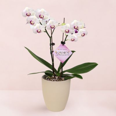 MD- PHALAENOPSIS ASSORTED AIR-FLOWN PREMIUM AA:特级双梗 3" 2 STK S/O $29.90 IN 62260 620/15 ORCHID POT TAUPE STONE