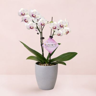 MD- PHALAENOPSIS ASSORTED AIR-FLOWN PREMIUM AA:特级双梗 3" 2 STK S/O $29.90 IN 62258 620/15 ORCHID POT GREY STONE