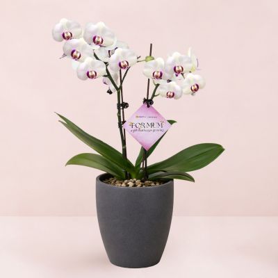 MD- PHALAENOPSIS ASSORTED AIR-FLOWN PREMIUM AA:特级双梗 3" 2 STK S/O $29.90 IN 60953 620/15 ORCHID POT DARK STONE