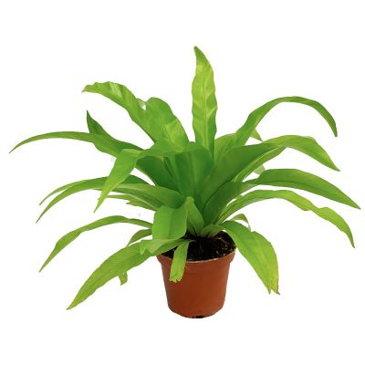 ASPLENIUM ANTIQUUM P8C (YG)