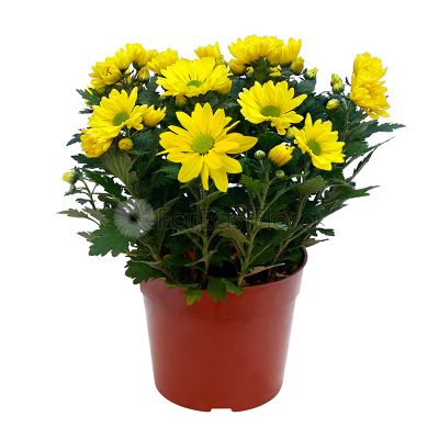 CHRYSANTHEMUM - 15C (PR/JH/SH)