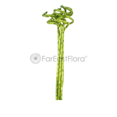 CURLY BAMBOO 50CM 8 STK-弯竹 (TB)