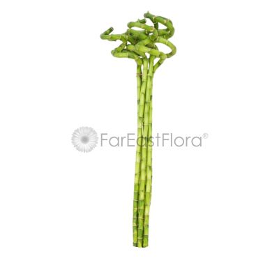 CURLY BAMBOO 60CM 8 STK-弯竹 (TB)