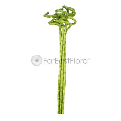 CURLY BAMBOO 80CM 8 STK-弯竹 (TB)