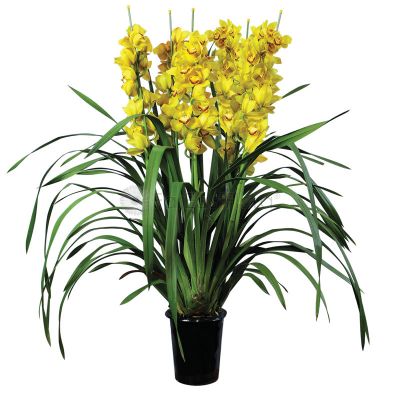 CYMBIDIUM YELLOW 8'' 6+ STALKS- 大花惠兰 (HF/AF/FEO)