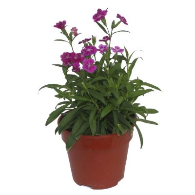DIANTHUS (CARNATION) P15C (YX)