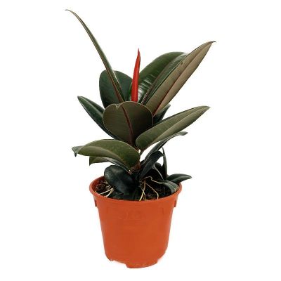 FICUS ELASTICA BURGANDY P15C (JH/SH)