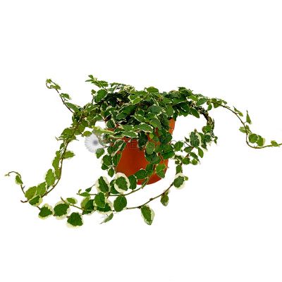 FICUS PUMILA WHITE SUNNY P8.5C (PR/A1)