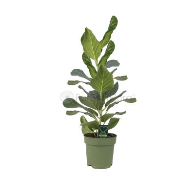 FICUS BENG. AUDREY -P17 (HL)