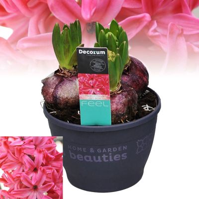 HYACINTHUS OR. JAN BUNCH 3PP (HL)